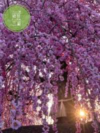 見頃で入園料が変わる？生きてる間に行ってみたい絶景スポット✨1000年樹齢のしだれ梅は伊達じゃない
