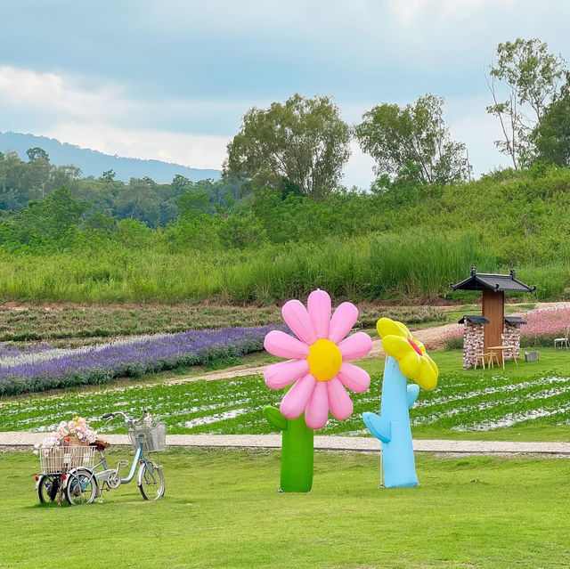 Floryday Khaoyai • Nakhon Ratchasima  🌨️🌸🌾🌷