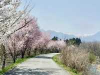 日本阿爾卑斯山麓單車之旅～大王山葵農場