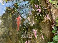 Gorgeous Plum Blossoms at Fengzeyuan Botanical Garden