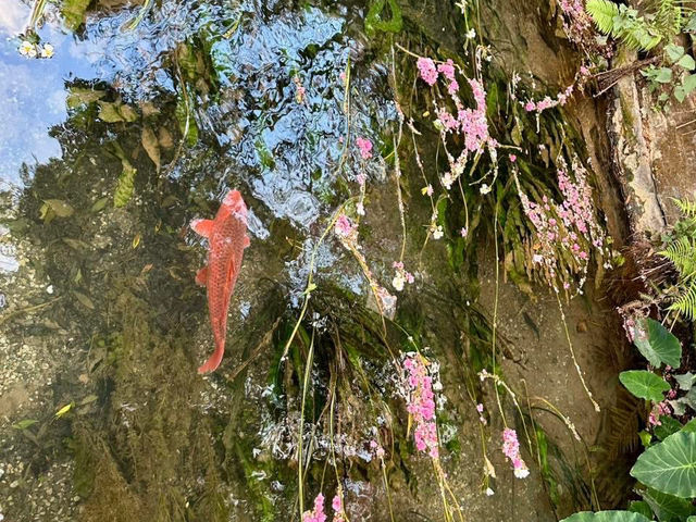 Gorgeous Plum Blossoms at Fengzeyuan Botanical Garden