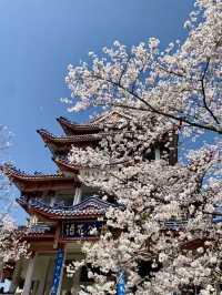 Chasing Sakura at Yuantouzhu, the World’s Blossom Crown Jewel