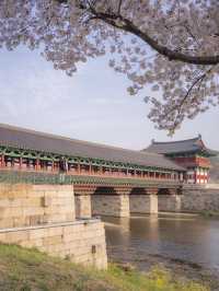 다음주 벚꽃으로 가득한 경주🌸벚꽃명소 모음🌸