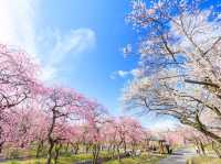 Chasing Plum Blossoms at Inabe City