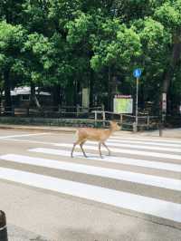 🇯🇵 NARA day trip, and yes, NARA 🦌 bow! 