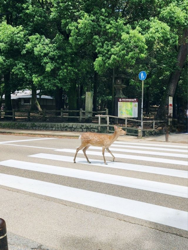 🇯🇵 NARA day trip, and yes, NARA 🦌 bow! 