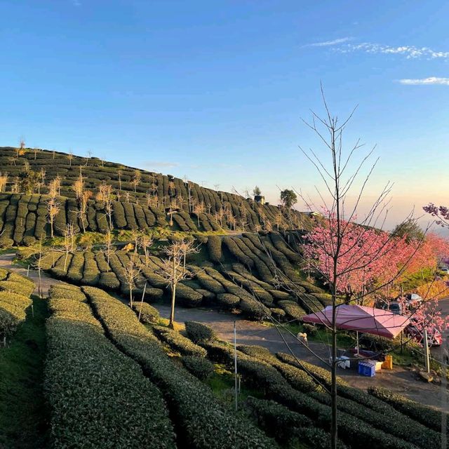 阿里山櫻之道