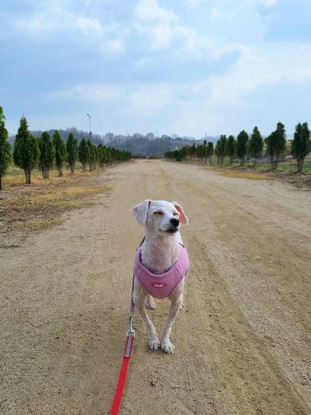 강아지와 산책하며 힐링하기 좋은 한적한 한강공원🏞