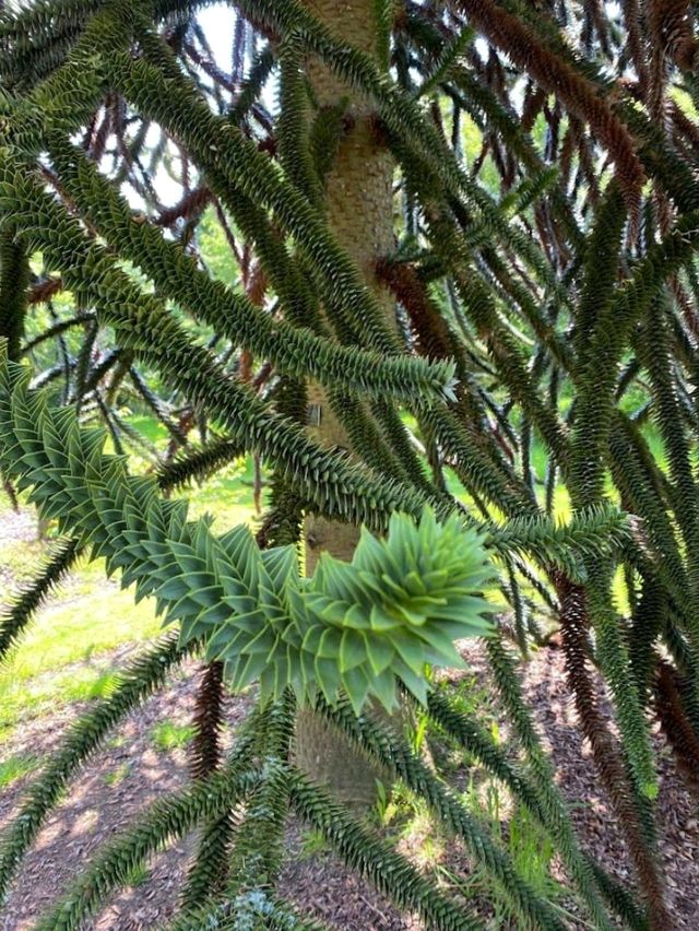 Harris Garden