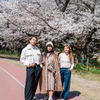 ดอกซากุระบานที่ Maizuru Park 🌸🗻🇯🇵
