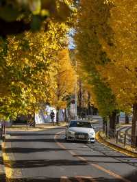 宮前平のイチョウ紅葉 🍂✨ 黄金色のトンネルを歩く秋の散歩道