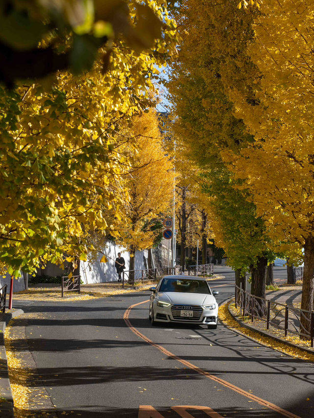 宮前平のイチョウ紅葉 🍂✨ 黄金色のトンネルを歩く秋の散歩道