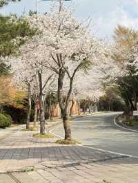 대전 테미공원 벚꽃동산 🌸✨  