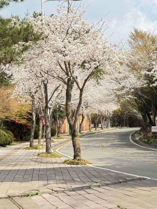 대전 테미공원 벚꽃동산 🌸✨  