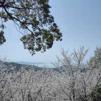 貓囒山·櫻花遍野