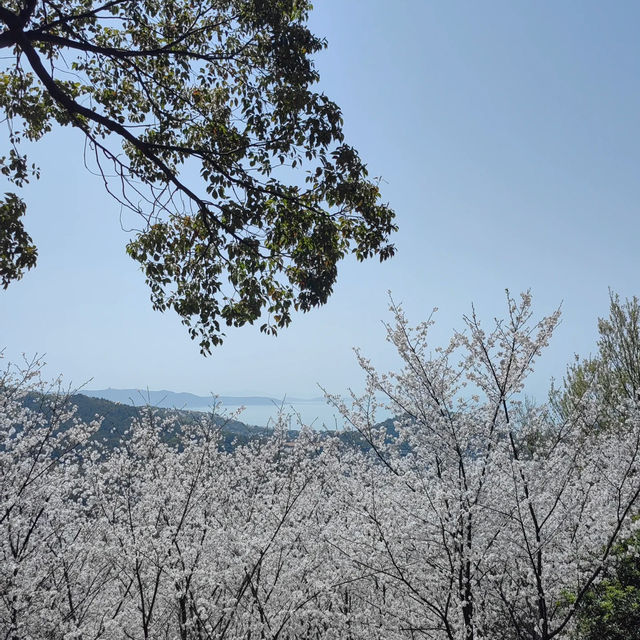 貓囒山·櫻花遍野