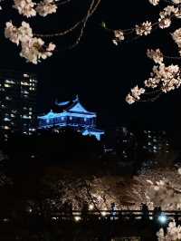 岡崎城の夜桜🌸