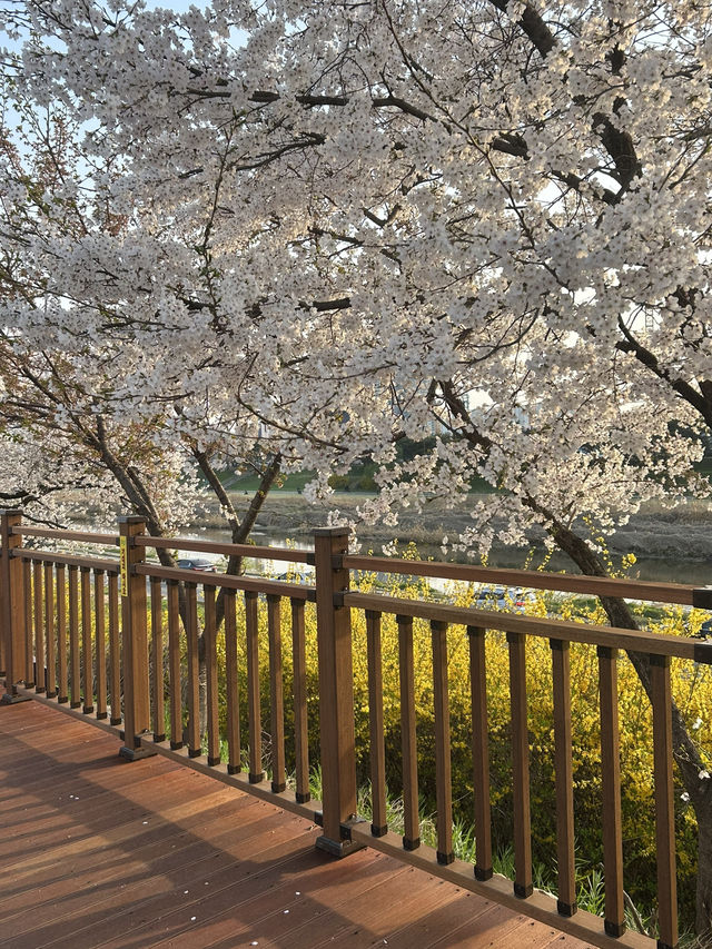 청주 도심 속 벚꽃 힐링 스팟, 무심천 벚꽃길🌸🤍