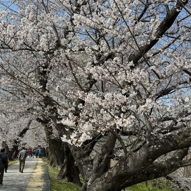 上大謝名櫻花公園~櫻花下的盛會 🌸🍱