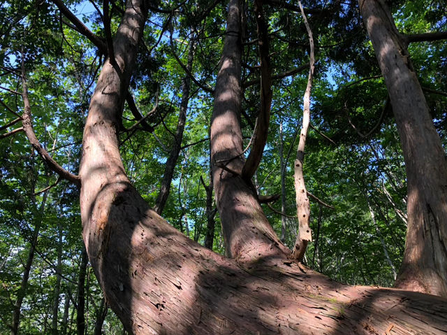 まるでジブリの世界？“ねずこの森”で神秘の森さんぽ体験🌲✨ 