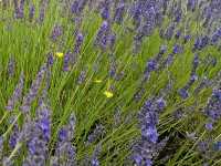 Spring Strolls at Hitchin Lavender