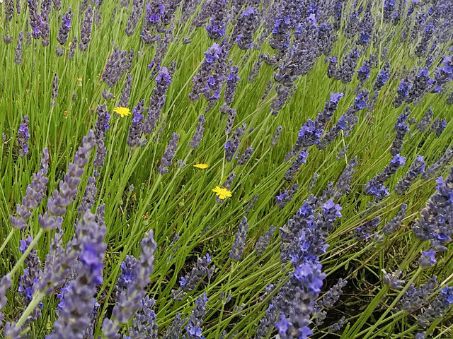 Spring Strolls at Hitchin Lavender