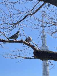 สวนสาธารณะ Sumida Park 
