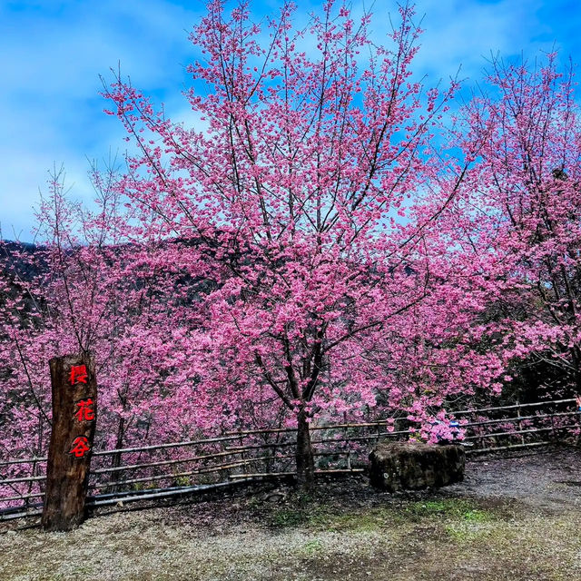 🌸** 隱藏在深山中的賞櫻秘境**🌸