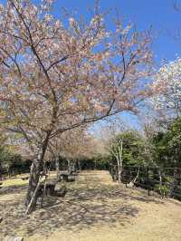 대마도 한국전망대(Kankoku Lookout) 리뷰