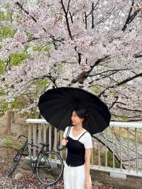 의정부 벚꽃명소 🌸 비가와도 포기 못해요