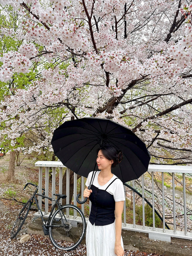 의정부 벚꽃명소 🌸 비가와도 포기 못해요