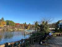 東京井之頭公園真的很靚！