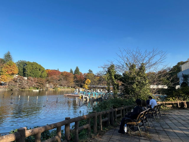 東京井之頭公園真的很靚！