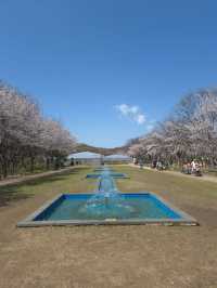“Incheon in Bloom: Cherry Blossom Dreams at Grand Park”