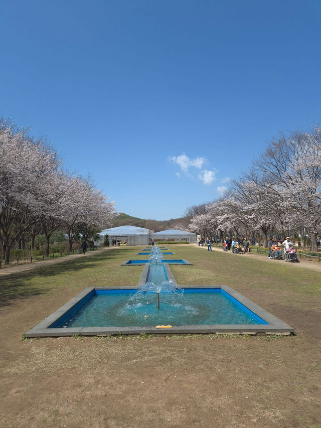 “Incheon in Bloom: Cherry Blossom Dreams at Grand Park”