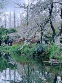 Cherry Blossoms at Quyuan Garden-A Romantic Spring Atmosphere