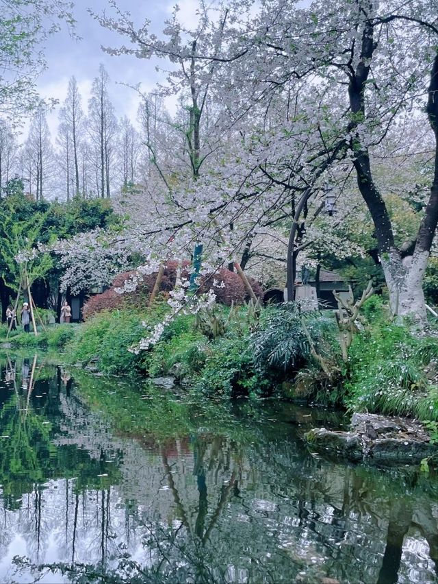 Cherry Blossoms at Quyuan Garden-A Romantic Spring Atmosphere