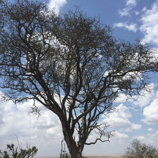 Serengeti Viewpoint｜絕美景色｜坦尚尼亞 Eden Valley