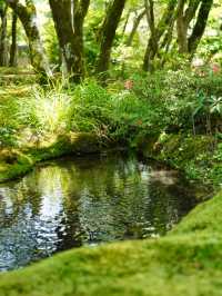 【京都】青紅葉、苔の緑、空、水の流れに魅了される素晴らしい空間
