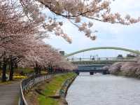 名古屋-荒子川公園賞櫻，漫步河川沿岸的櫻花隧道