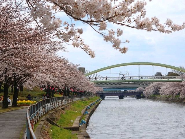 名古屋-荒子川公園賞櫻，漫步河川沿岸的櫻花隧道