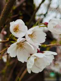 Kawano Himuro Shrine Cherry Blossoms– Saitama's Hidden "Ice Shrine" Sakura