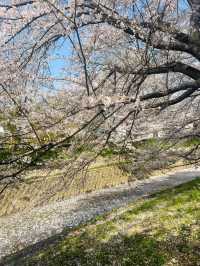 Saho River Cherry Blossoms– Nara’s 7KM Sakura Serenade