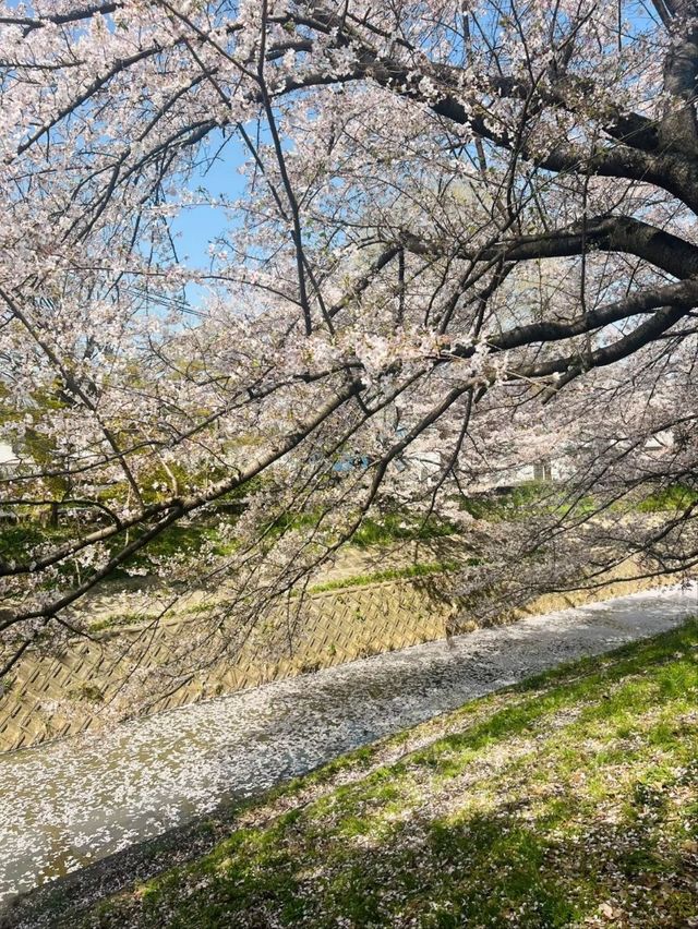 Saho River Cherry Blossoms– Nara’s 7KM Sakura Serenade