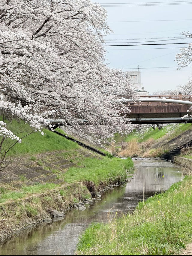 🌸 Cherry Blossom Viewing in Nara! 🌸