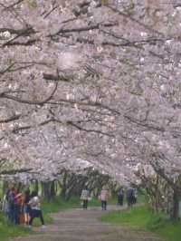 Kyushu Cherry Blossom Recommendations! The Stunning Cherry Blossom Season—Don’t Miss Out!