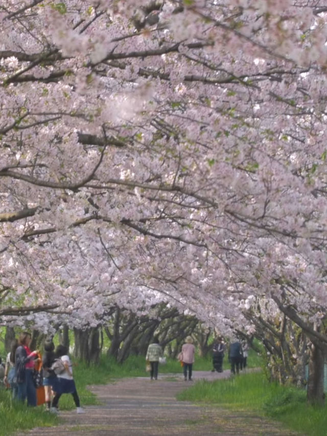 Kyushu Cherry Blossom Recommendations! The Stunning Cherry Blossom Season—Don’t Miss Out!