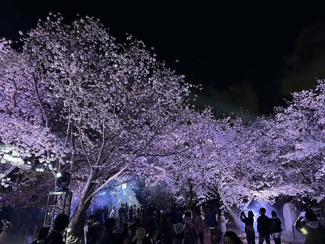 福岡城上視角🌸觀看舞鶴公園的夜櫻燈光秀👏🏻