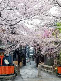 Twilight Petals: Gion Shirakawa’s Hidden Springtime Elegance