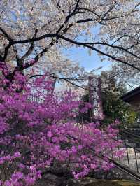 Spring Serenity at Takashima Castle, Suwa 🌸🏰